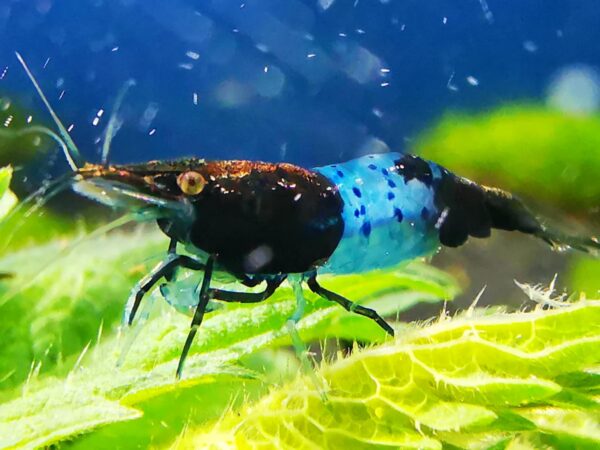 BLUE RILI CARBON - 1.5-2.0 CM